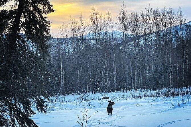 Northern Lights at Chena Hot Springs - Who Is This Tour Best For?