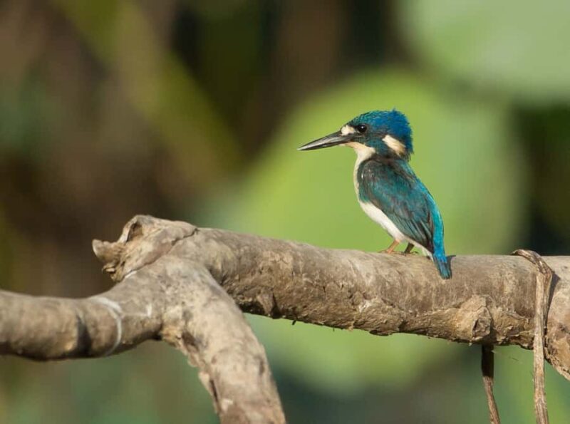 Northern Territory: Corroboree Billabong Nature Cruises - Key Points