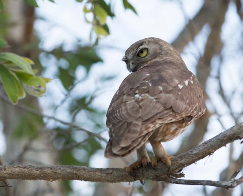Northern Territory: Corroboree Billabong Nature Cruises - The Sum Up