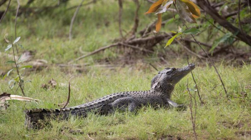 Northern Territory: Corroboree Billabong Nature Cruises - FAQ