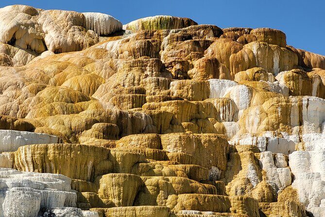 Northern Yellowstone Safari from Cody, WY - What the Reviews Say