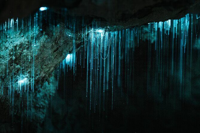 Northland Hidden Gems Glowworm Cave, Beach and Café Experience - The Magic of Waipu: Milky Way Glowworm Cave