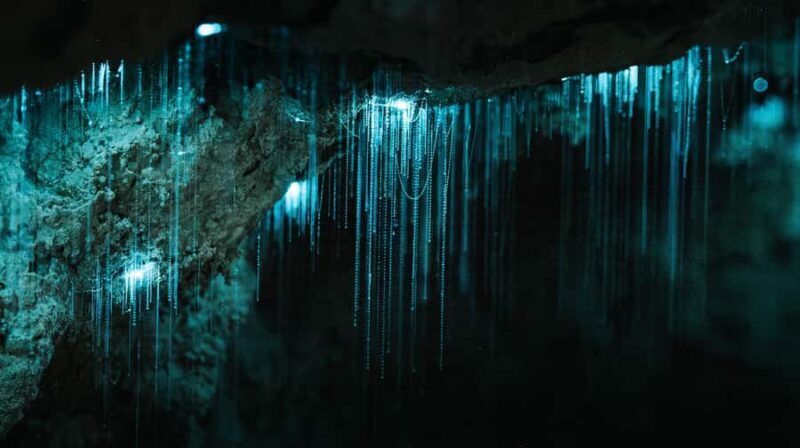 Northland Hidden Gems: Glowworm Cave, Beach & Art Café - Key Points