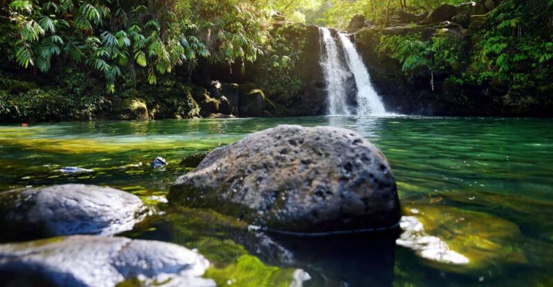 Northshore Maui: Guided Rainforest and Waterfall Walk - A Closer Look at the Tour Experience