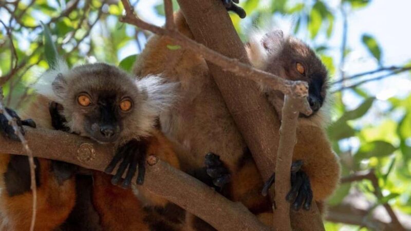 Nosy Be: City Tour with Nosy Komba and Nosy Tanikely - Exploring Nosy Be: A Rich Tapestry of Sights and Experiences