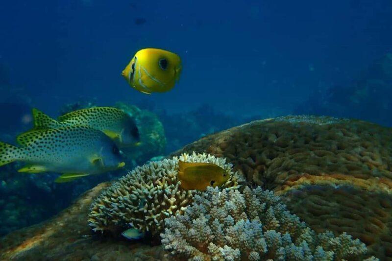 Nosy Be Day Trip: Nosy Komba Lemurs & Tanikely Snorkeling - Key Points