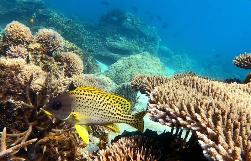 Nosy Be Day Trip: Nosy Komba Lemurs & Tanikely Snorkeling - Who Should Consider This Tour?