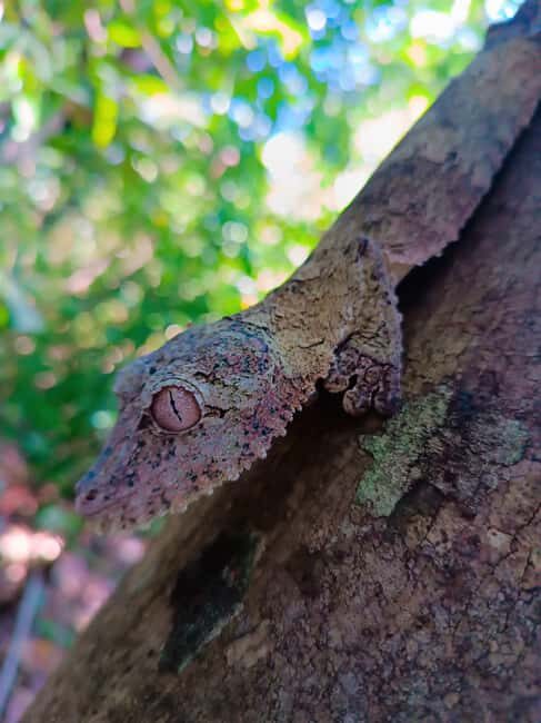 Nosy Be: Lokobe Reserve Canoe Tour with Lunch - An In-Depth Look at the Lokobe Reserve Canoe Tour