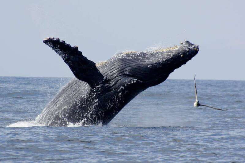 Nuevo Vallarta: Whale Watching by Sailboat Tour - Final Thoughts