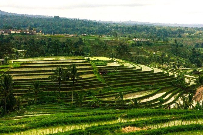 Nungnung Waterfall,Jatiluwih Heritage UNESCO and Bedugul Tour - A Detailed Look at What’s Included in the Tour