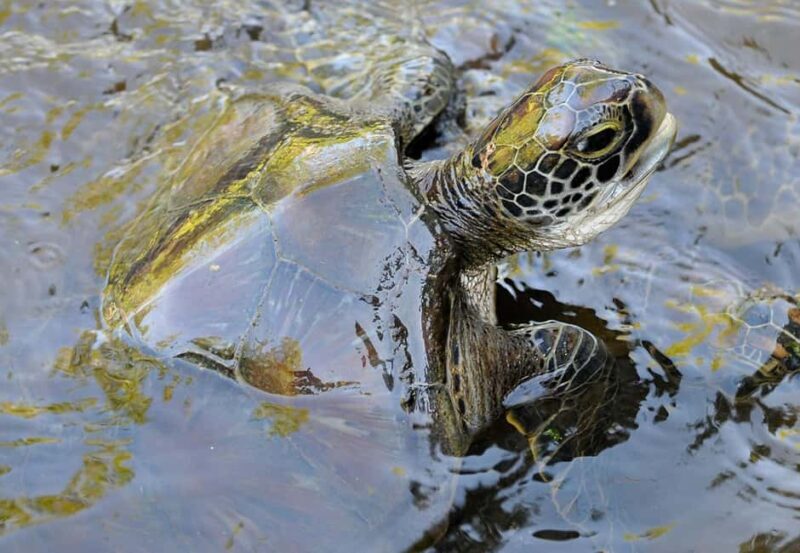 Nungwi Beach: Turtles & Private Sunset Dhow Cruise - Key Points