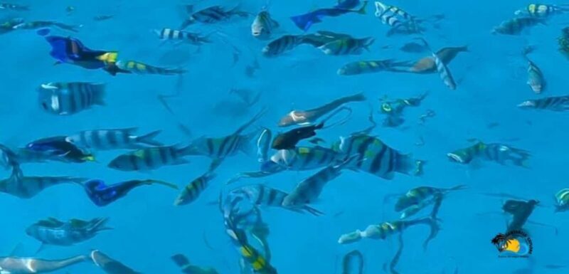 Nungwi: Mnemba Atoll Dolphins and Snorkeling Tour - FAQ