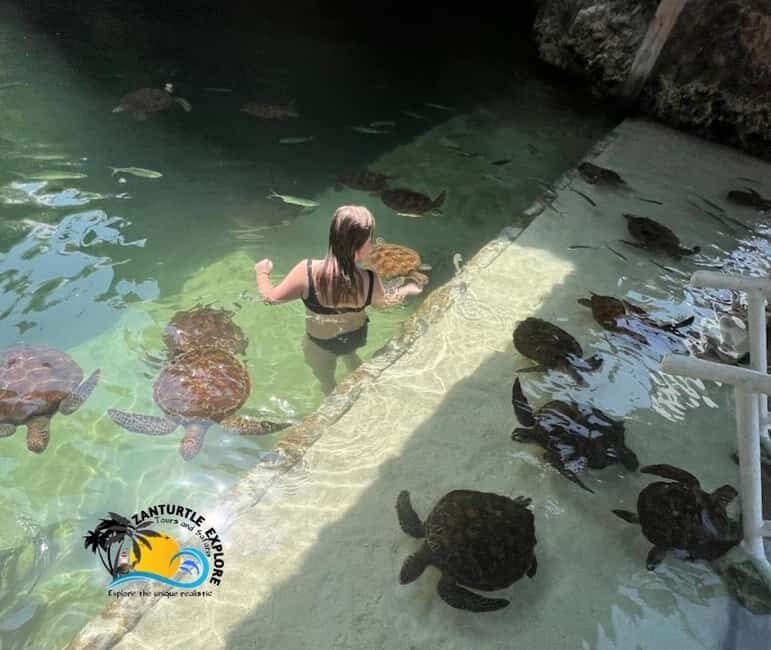 Nungwi: Swim & Snorkel with Turtles at The Lagoons Zanzibar - Key Points