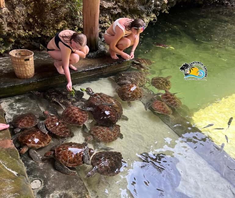 Nungwi: Swim & Snorkel with Turtles at The Lagoons Zanzibar - Who Will Love This Tour?
