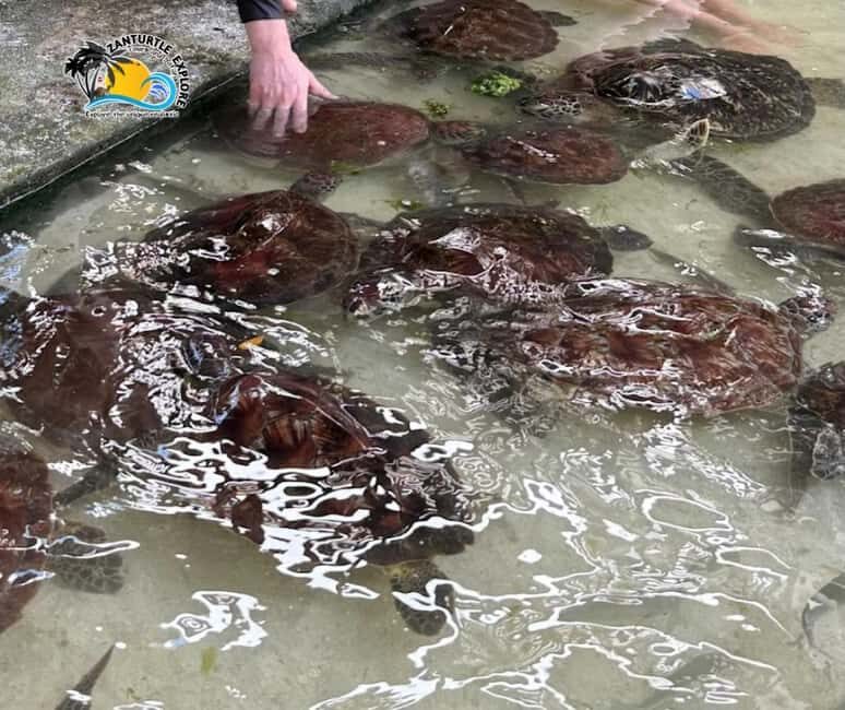 Nungwi: Swimming with Turtles at The Lagoons Zanzibar - Who Should Consider This Tour?