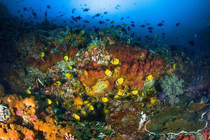 Nusa Penida 3 Fun Dives Boat Trip (For Certified Divers) - What Makes This Trip Stand Out?