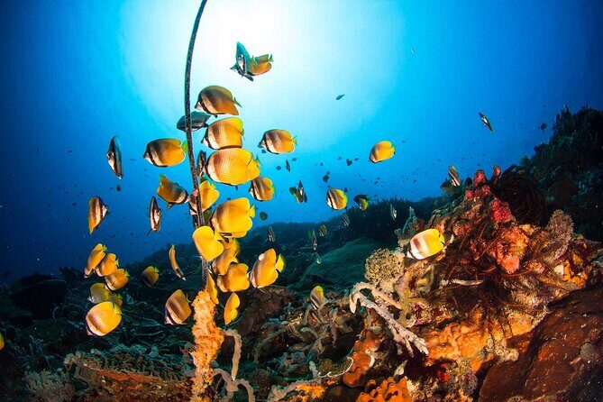 Nusa Penida 3 Fun Dives Boat Trip (For Certified Divers) - Final Thoughts