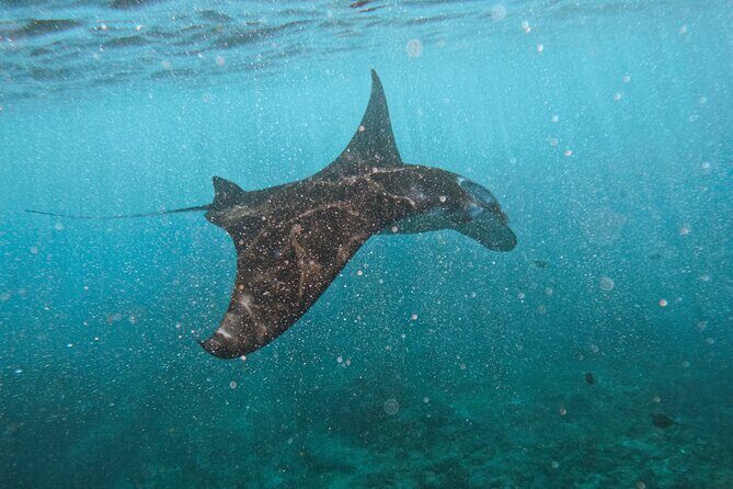 Nusa Penida day trip: boat, 4 snorkeling, Manta rays & Land tour - Key Points
