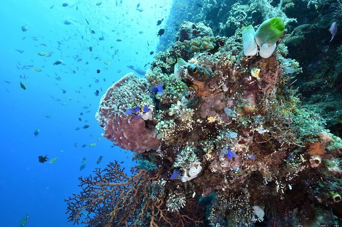 Nusa Penida Day Trip for 3 dives - The Value for Money and Equipment considerations