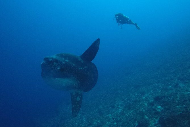 Nusa Penida Day Trip for 3 dives - Who Will Love This Tour?