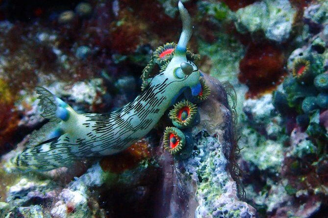 Nusa Penida Day Trip for 3 dives - Final Thoughts