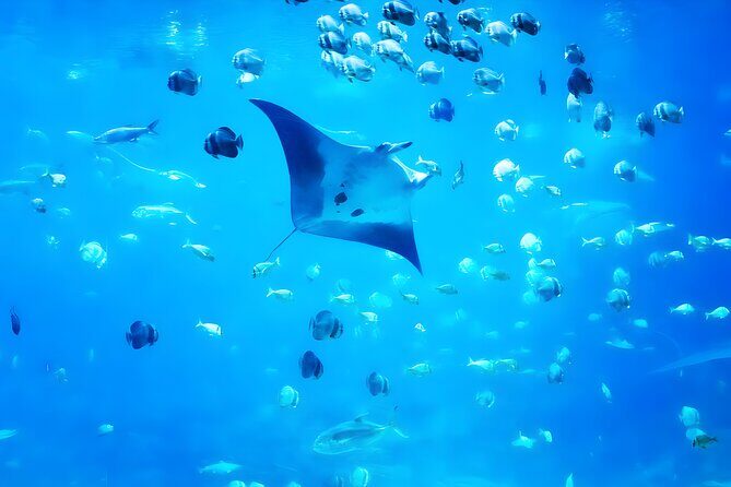 Nusa Penida Island Beach Tour With Snorkeling - Departure From Bali Island - Final Thoughts