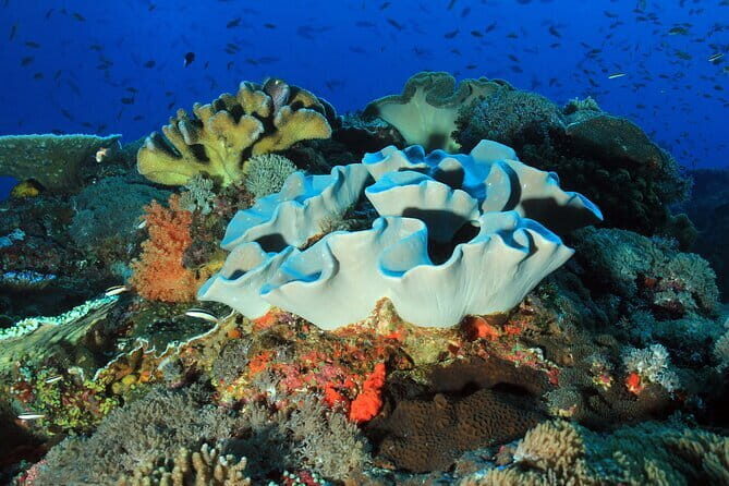 Nusa Penida Snorkeling Trip Manta Point Gamat Bay and Wall Bay - What to Expect from This Snorkeling Trip