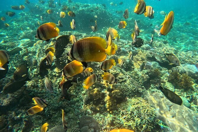 Nusa Penida Snorkeling Trip Manta Point Gamat Bay and Wall Bay - Who Should Consider This Tour?