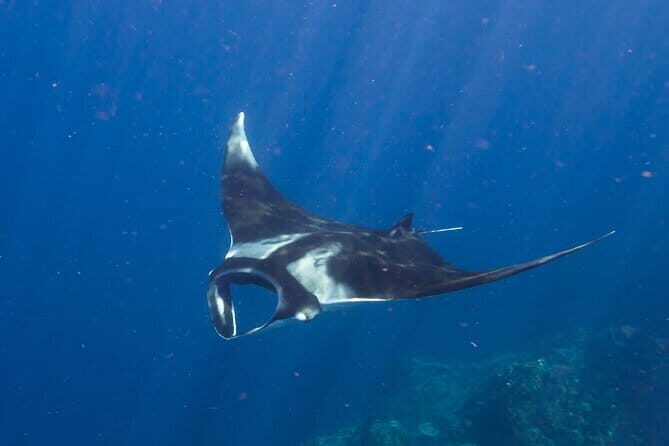 Nusa Penida Snorkeling Trip Manta Point Gamat Bay and Wall Bay - FAQ