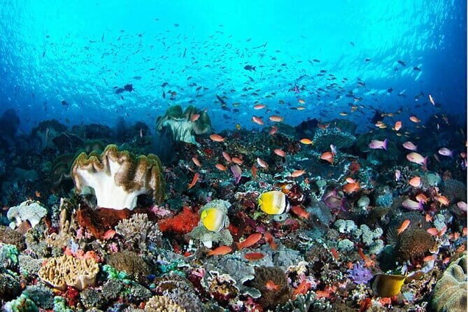 Nusa Penida Snorkling Package - Why This Tour Stands Out