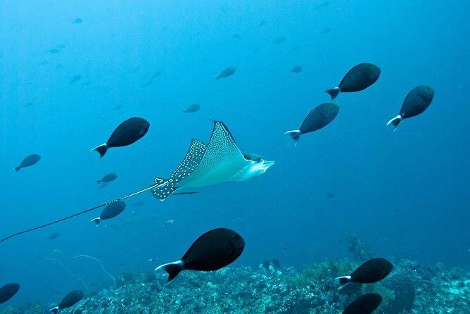 Nusa Penida Try Scuba Diving Program - for Non-Certified Divers - Who Should Consider This Experience?