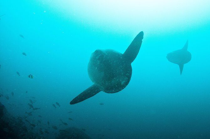 Nusa Penida Two Dives Trip for Certified Divers - An In-depth Look at the Experience