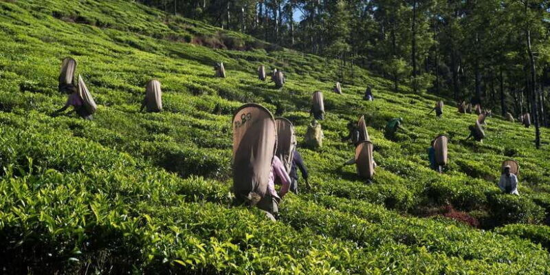 Nuwara Eliya: All-Inclusive Private Sightseeing Day Tour - A Detailed Breakdown of the Itinerary