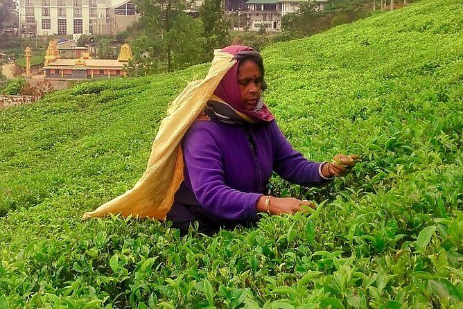 Nuwara Eliya Tea factory and waterfall tour - Who Should Consider This Tour?