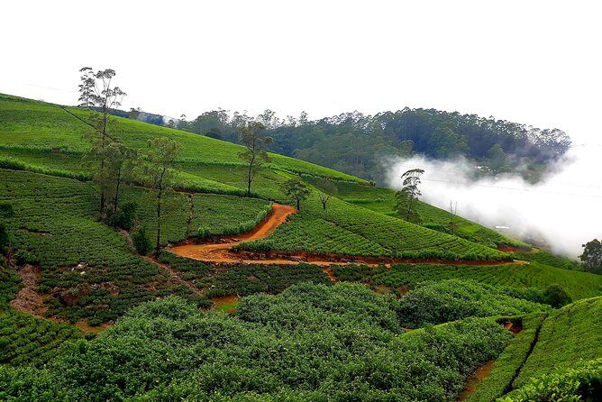 Nuwara Eliya Tea factory and waterfall tour - The Sum Up