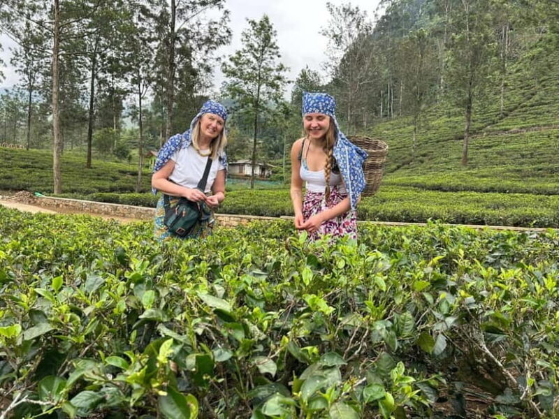 Nuwara Eliya Tea Visit & Ramboda Falls Tours with Taxis - FAQs