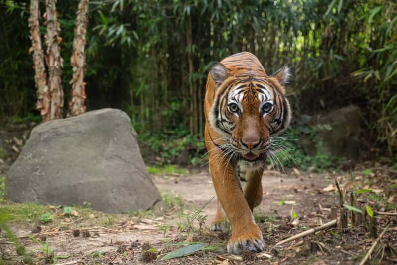 NYC: Bronx Zoo Entry Ticket - An In-Depth Look at the Bronx Zoo Experience