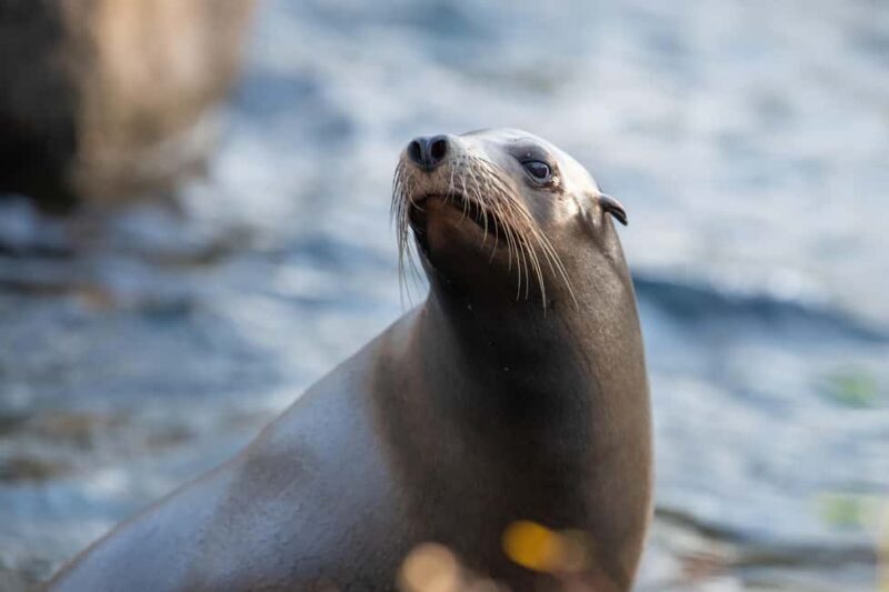 NYC: Bronx Zoo Entry Ticket - FAQs