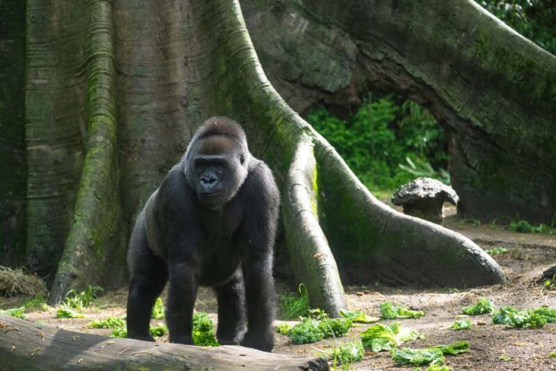 NYC: Bronx Zoo Entry Ticket - Final Recommendation