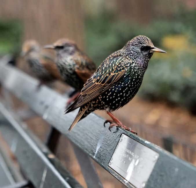 NYC: Central Park Guided Walking Tour English-Spanish - FAQ