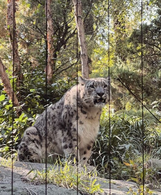 NYC: Central Park Zoo & Central Park Guided Walking Tour - An In-Depth Look at the Tour Experience