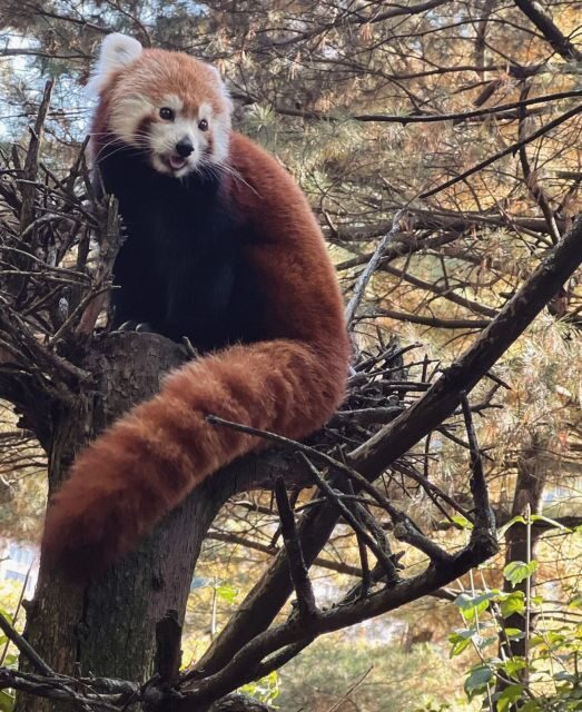 NYC: Central Park Zoo & Central Park Guided Walking Tour - Final Thoughts