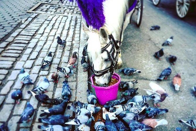 NYC Horse Carriage Ride in Central Park (50 Min. Up to 4 Adults) - The Sum Up