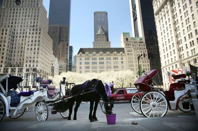 NYC Private Central Park Horse Carriage Ride with Guide - Practical Tips for Your Ride