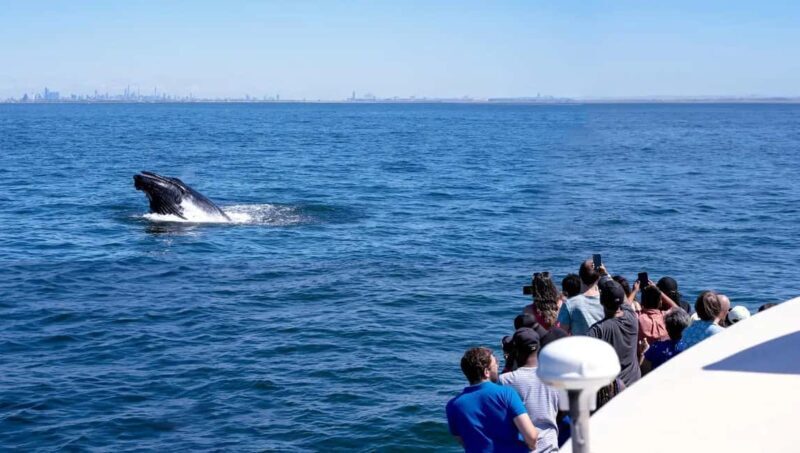 NYC: Whale Watching Cruise from Manhattan - Key Points