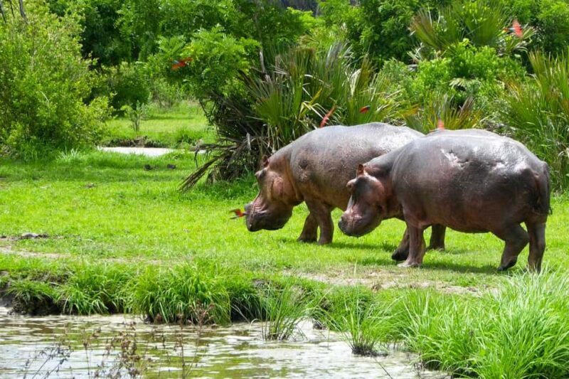 Nyerere National Park: Day Flying Safari from Zanzibar - An In-Depth Look at the Safari Experience