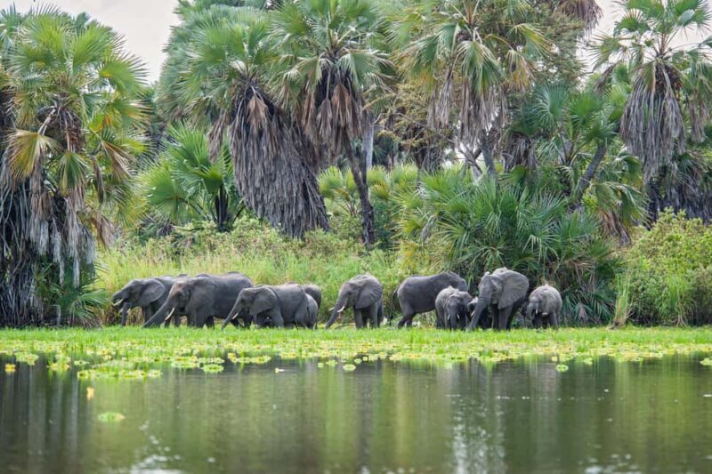 Nyerere National Park: Fly-in fly-out Luxury Safari - Key Points