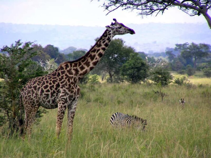 Nyerere National Park: Fly-in fly-out Luxury Safari - First Impressions: Arrival and Game Drive