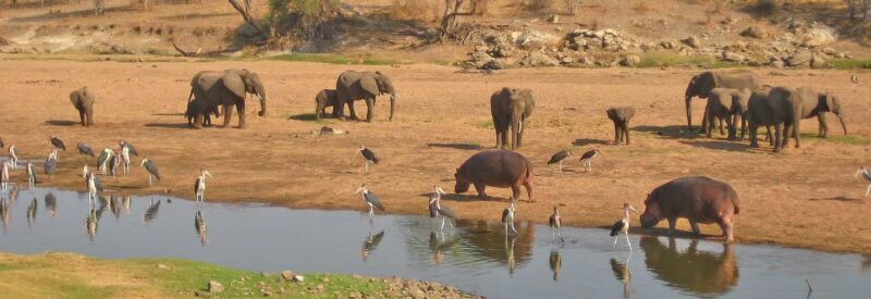 Nyerere National Park: Fly-in fly-out Luxury Safari - Practical Tips for Travelers
