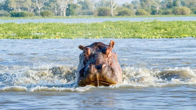 Nyerere National Park: Fly-in fly-out Luxury Safari - FAQ